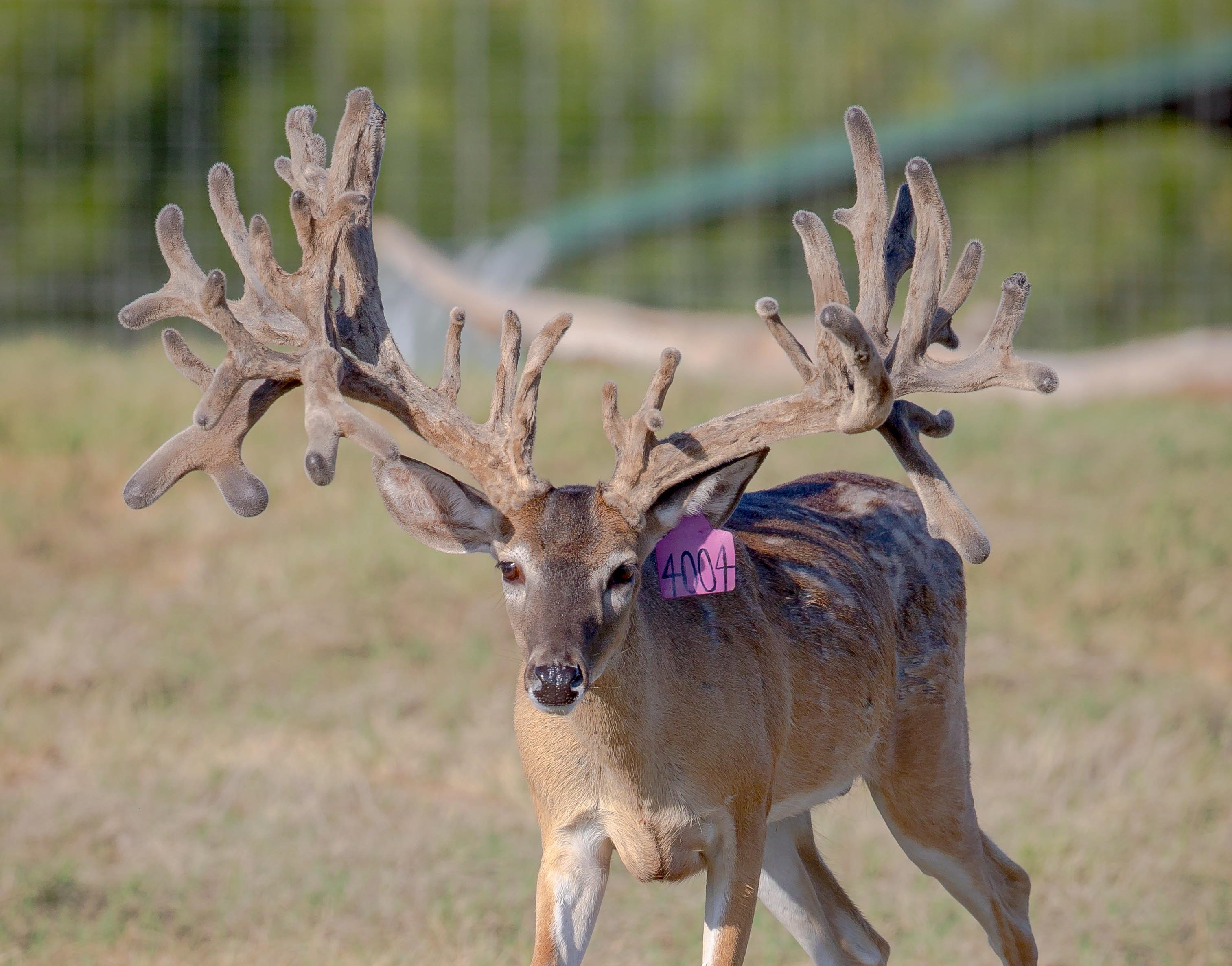 Texas Dagger